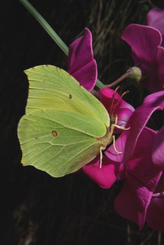 Gonepteryx rhamni - Citron - Brenne08.jpg